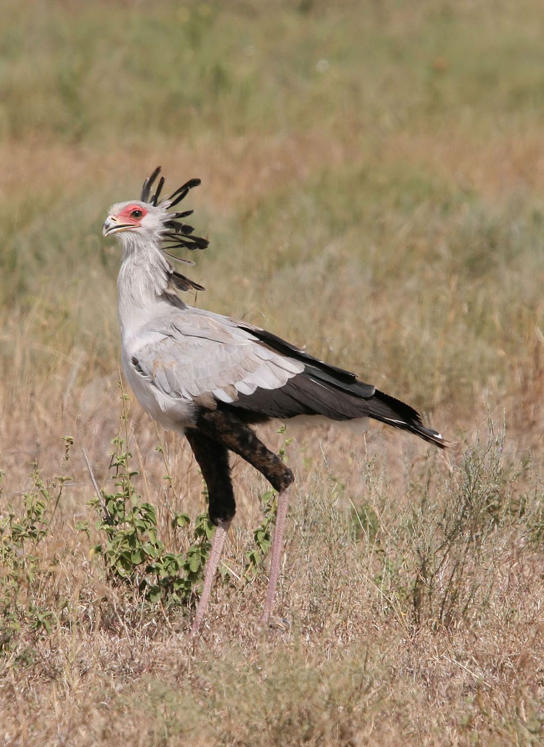 Secretarisvogel in Afrika